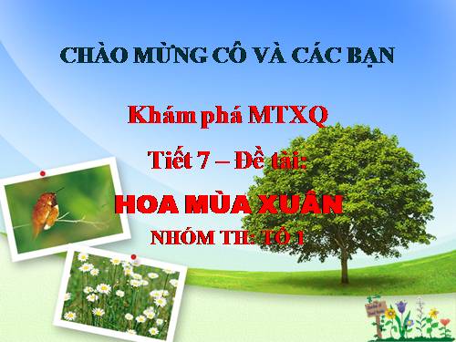 hoa mua xuan hoa mai, hoa dao