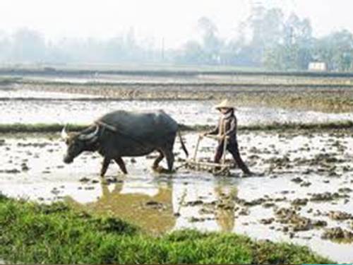 Khám pha nghề nón