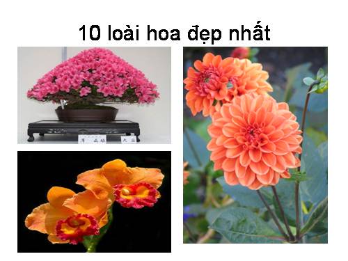 các loài hoa đẹp nhất thế giới