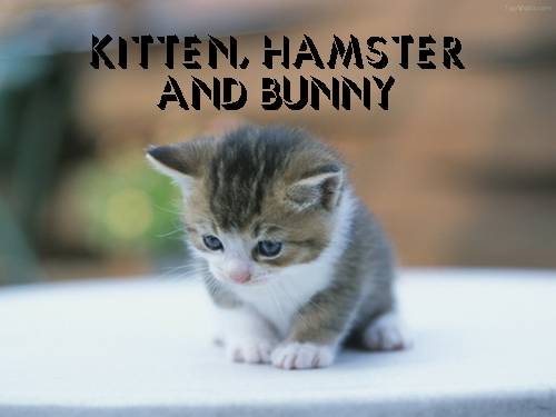 Hình ảnh các con vật (Kitten, Hamster and Rabbit)
