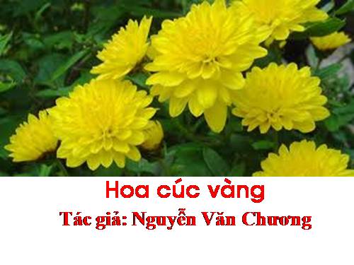 Tho Hoa Cuc Vang