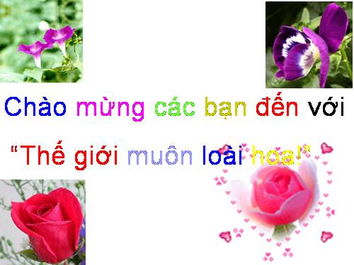 tro chuyen ve mot so loai hoa