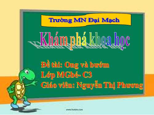 MTXQ tìm hiểu  ong- bướm