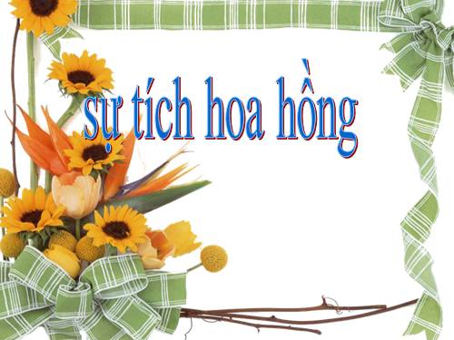 sự tích hoa hồng