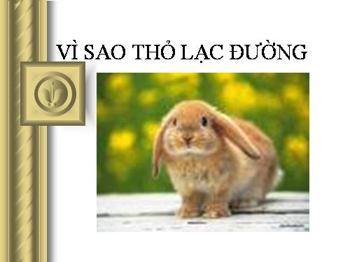 vì sao thỏ lạc đường