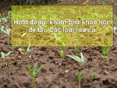 KPKH về một số loại rau