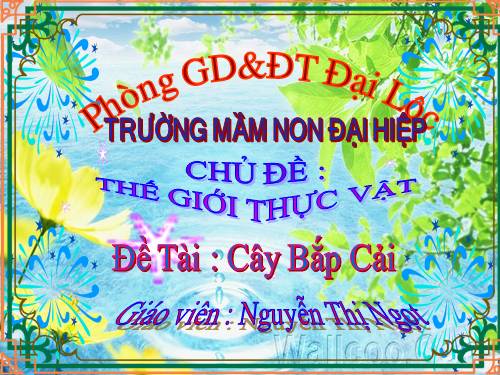 cây bắp cải