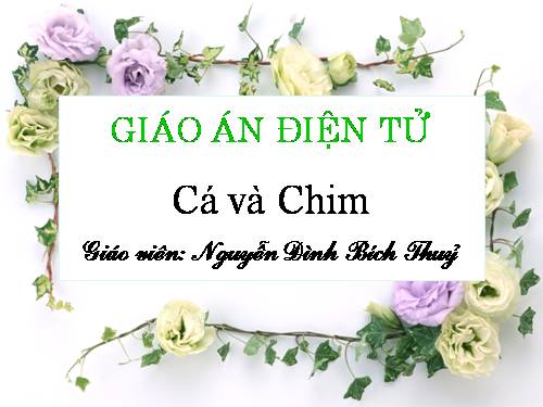 Chim và cá