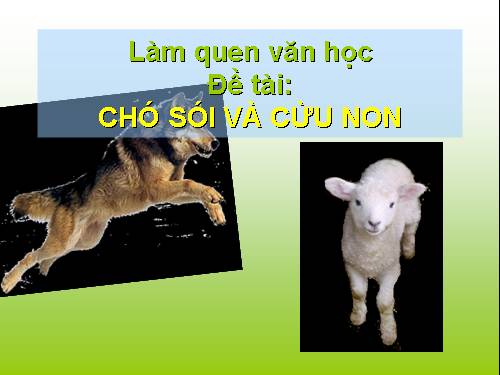 Chó sói và cừu non