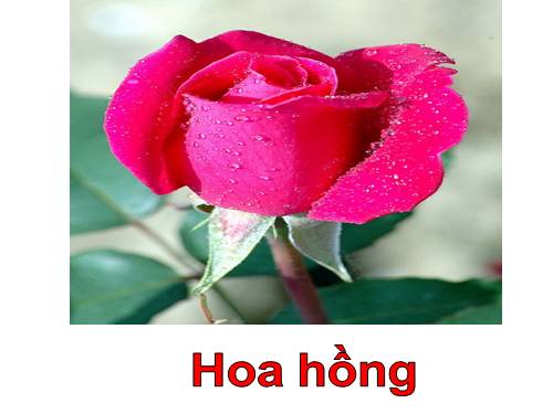 Hoa hồng và hoa cúc