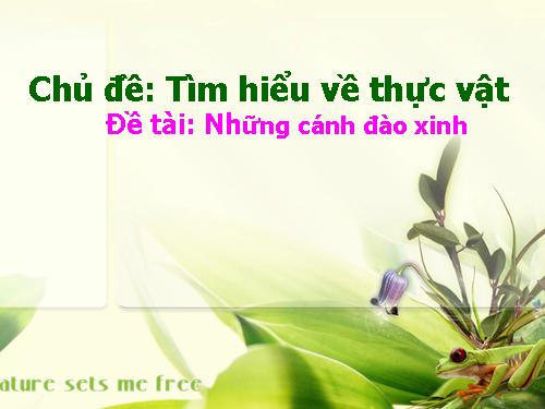 Những cánh đào xinh