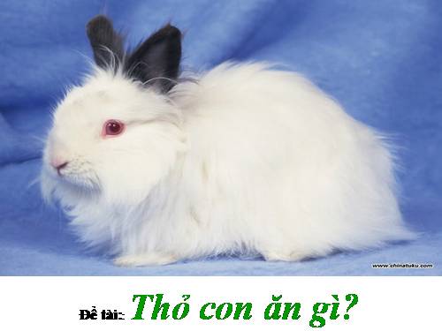 Thỏ con ăn gì?