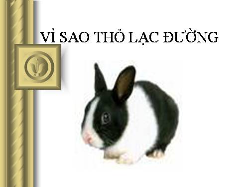 Vì sao thỏ con lạc đường?