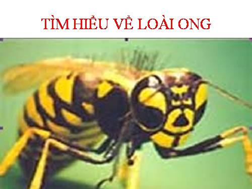 TÌM HIỂU VỀ LOÀI ONG