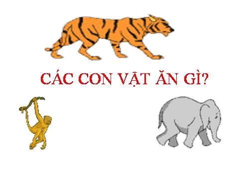 Các con vật ăn gì?