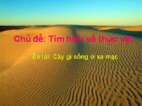 Cây gì sống ở sa mạc