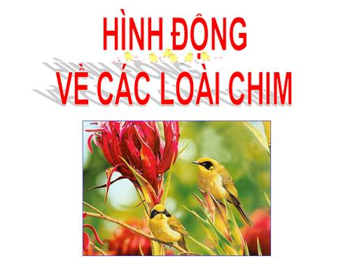 Hình động về các loại chim