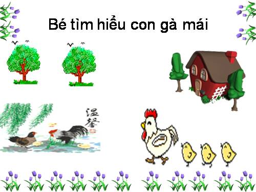 Khám phá, tìm hiểu về con Gà