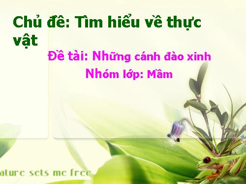 NHỮNG CÁNH ĐÀO XINH