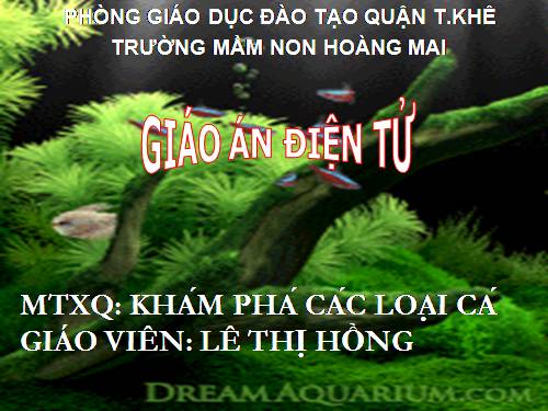 MTXQ: KP CÁC LOẠI CÁ ĐẸP