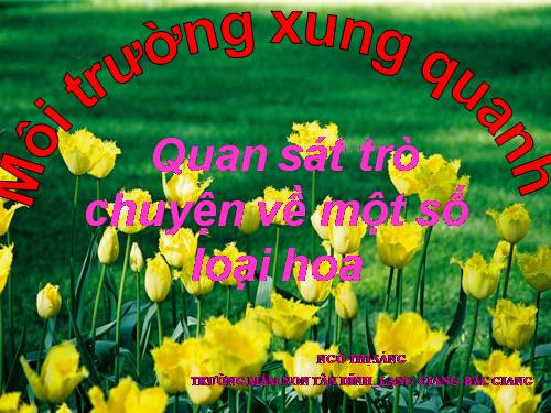 MÔI TRƯỜNG  XUNG QUANH