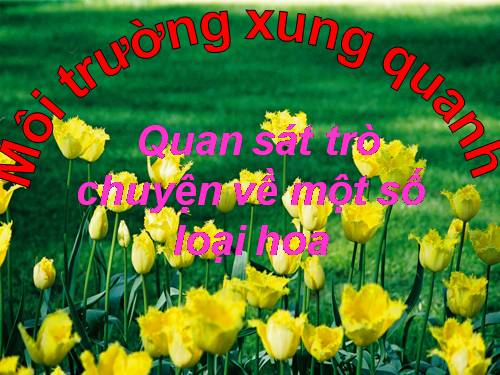 MÔI TRƯỜNG XUNG QUANH