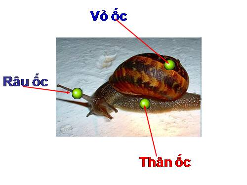 Khám phá về con ốc sên