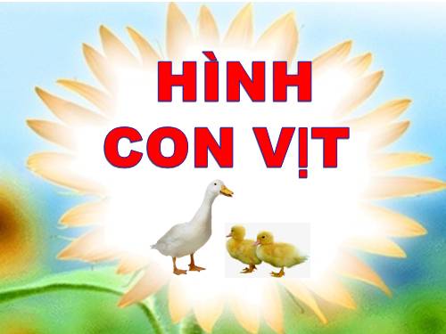 HÌNH ẢNH CON VỊT