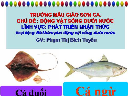 TH VỀ CÁ