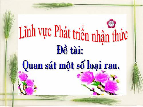 Quan sat rau