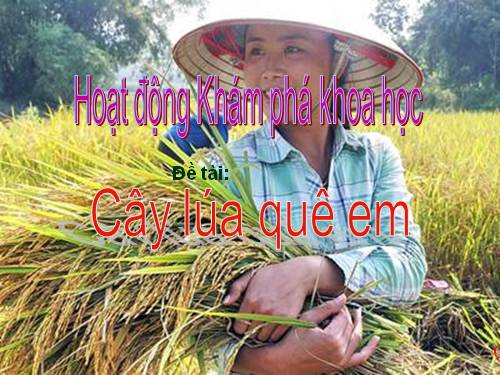 su phat trien của cay lua