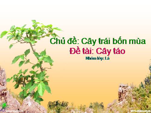 Chuyện cây táo