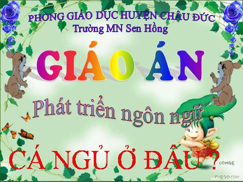 cá ngủ ở đâu