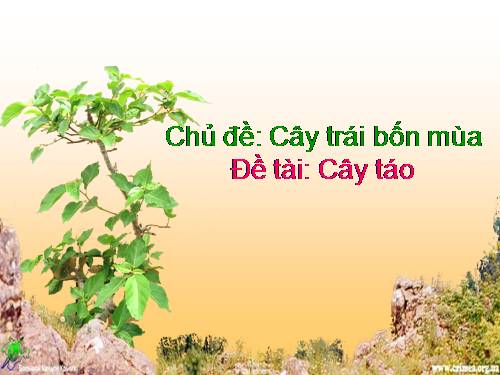 Cây táo