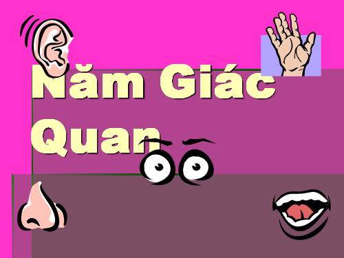 5 giác quan