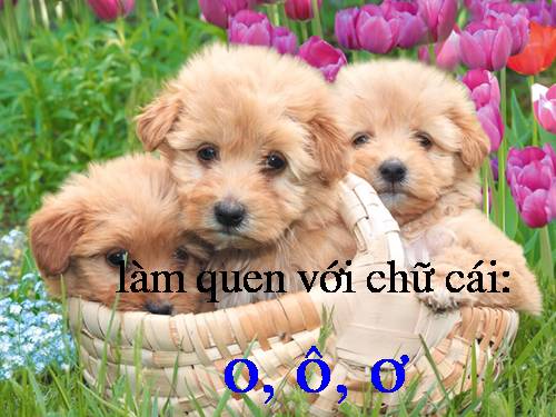 Làm quen với chữ cái O, Ô, Ơ