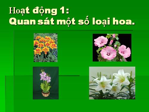 một số loại hoa