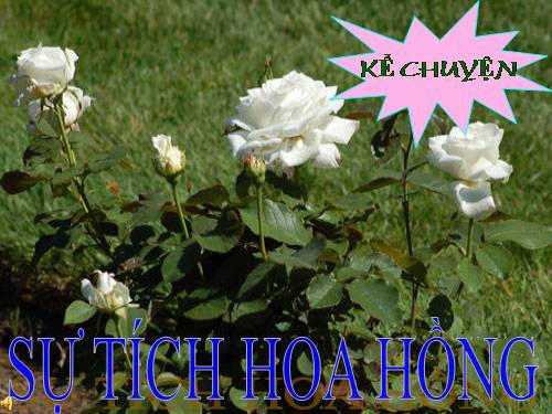 truyện " Sự tích hoa hồng"