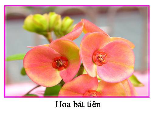 các loại hoa