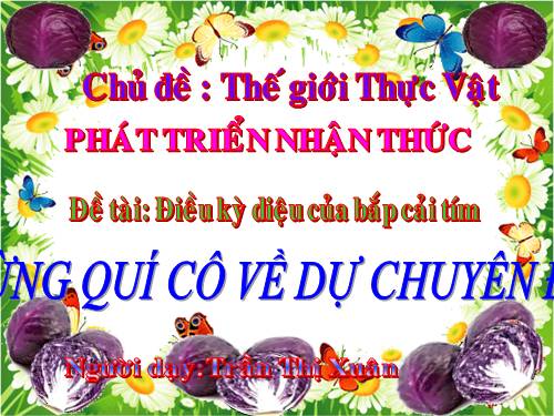 giáo an mtxq bắp cải tím