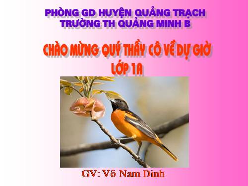 Bài 26. Vẽ chim và hoa