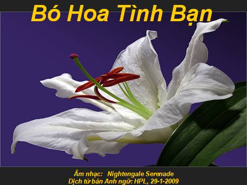 Bó hoa tình bạn