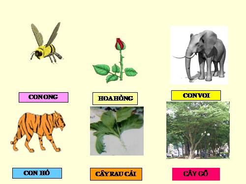 bài trời nắng - trời mưa