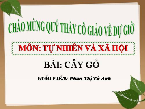 Bài 24. Cây gỗ