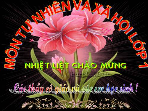 Bài 19. Cuộc sống xung quanh (tiếp theo)