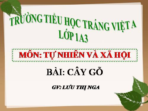 Bài 24. Cây gỗ