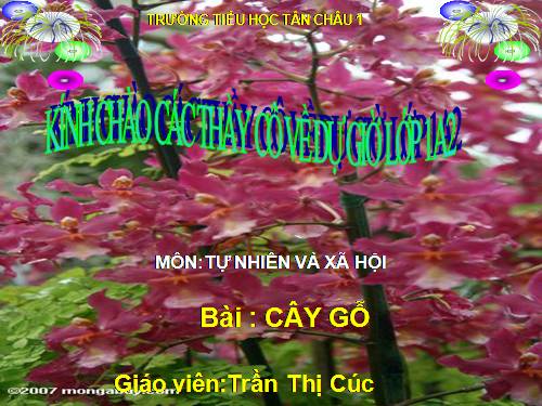 Bài 24. Cây gỗ