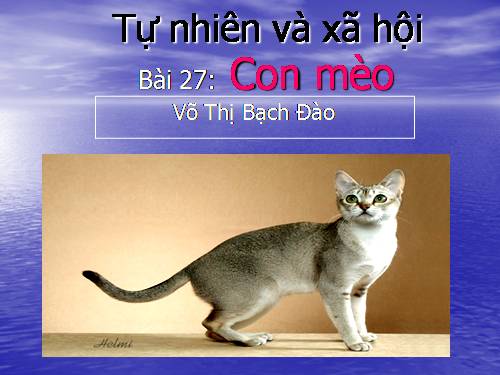 Bài 27. Con mèo