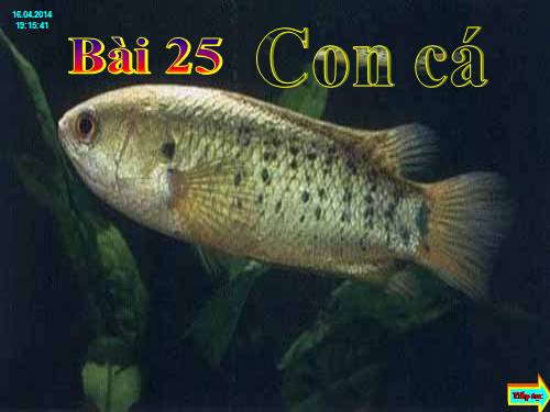 Bài 25. Con cá