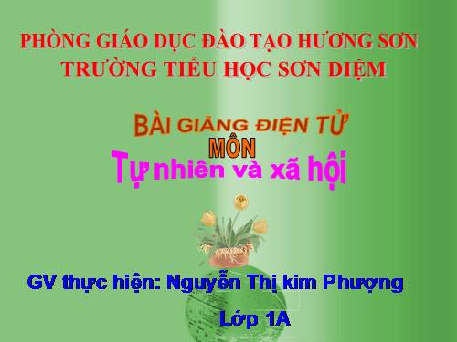 Bài 29. Nhận biết cây cối và con vật